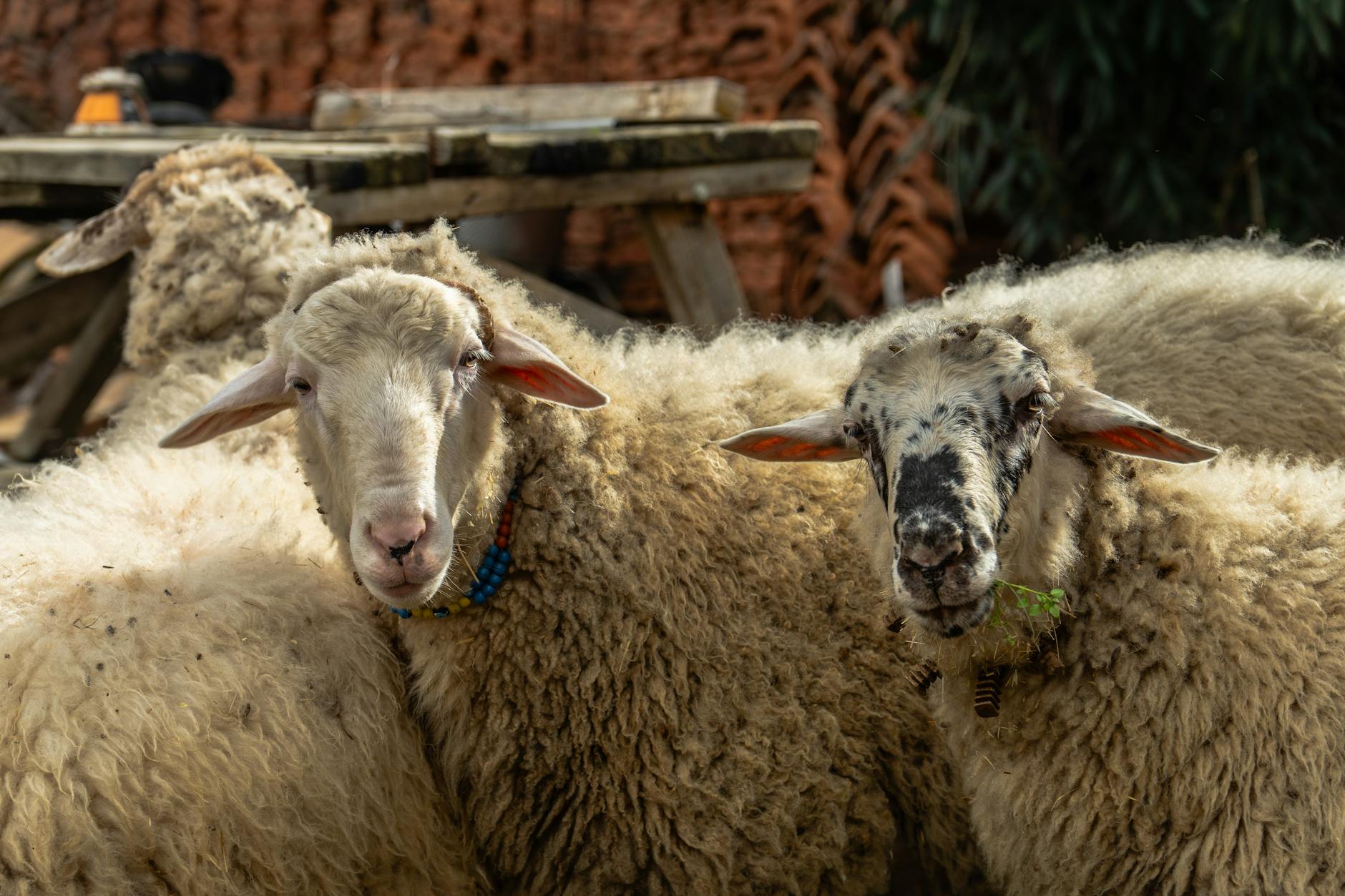Owce na spokojnym pastwisku przy gospodarstwie rolnym